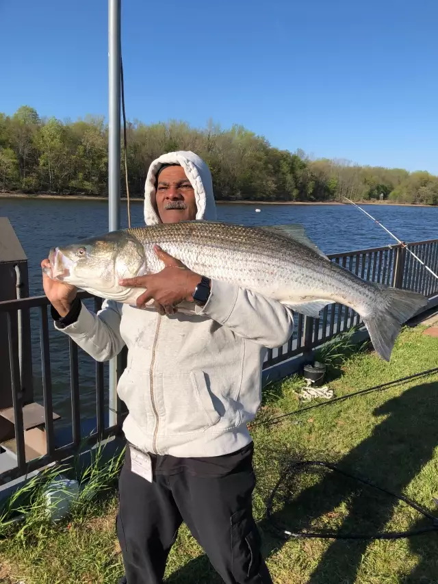 Big Female Striper