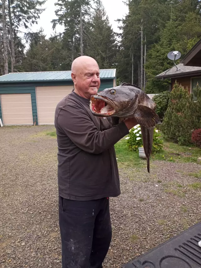 LING COD <> 20.4 POUNDER <>37 Inches