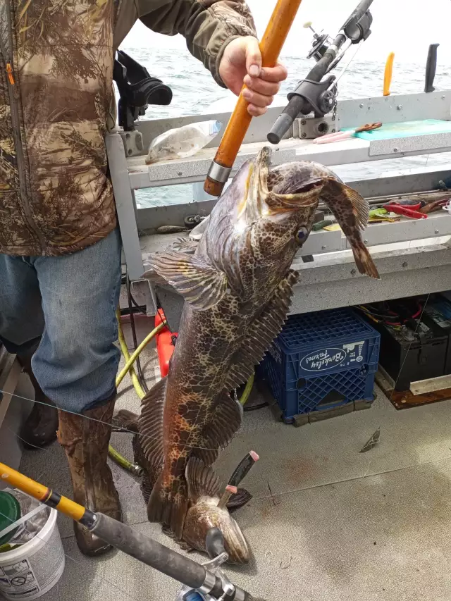Ling Cod | Fishing Photo