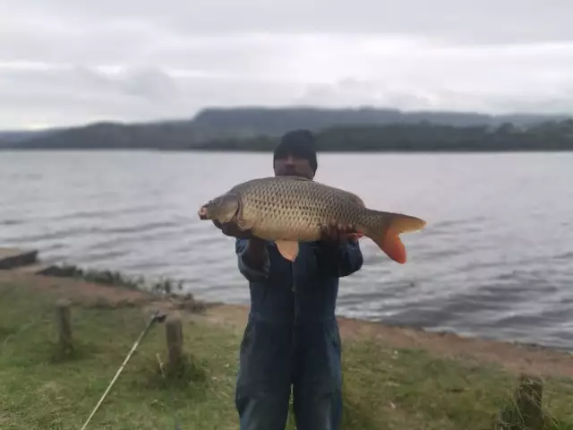 Carp