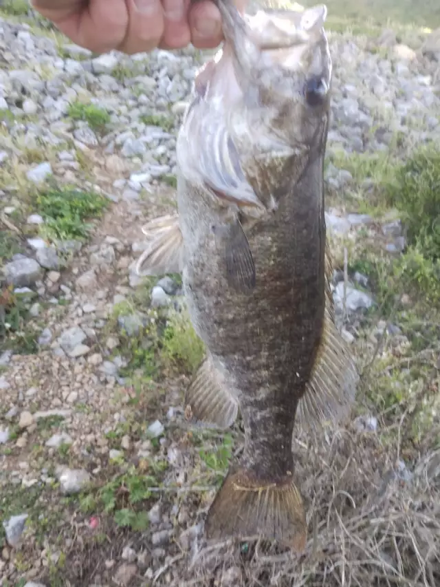 3 lb  17"  small mouth