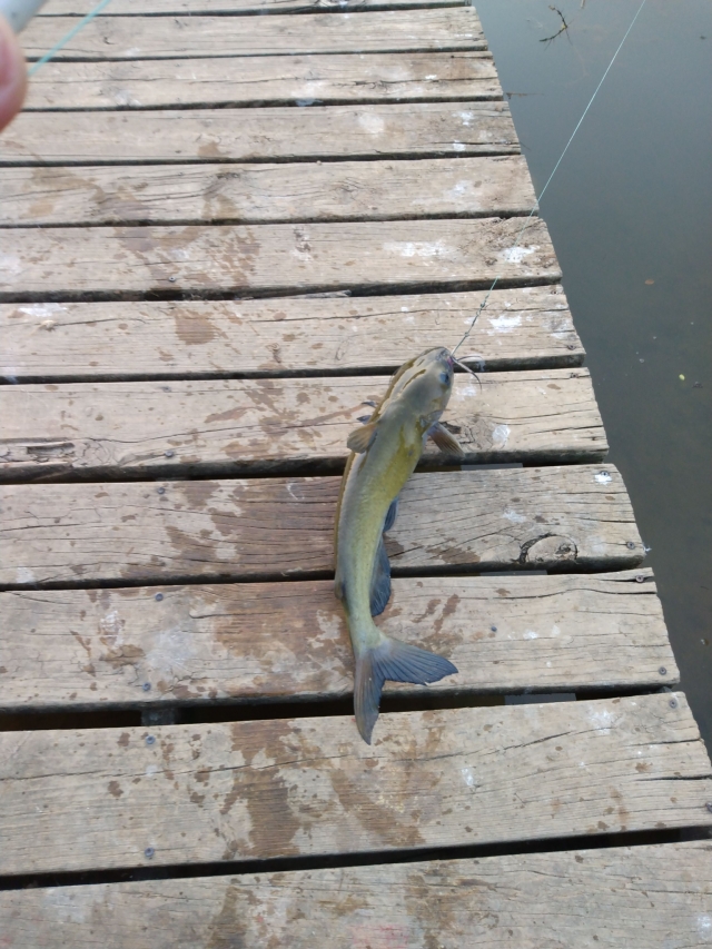 3lb channel cat Fishing Photo