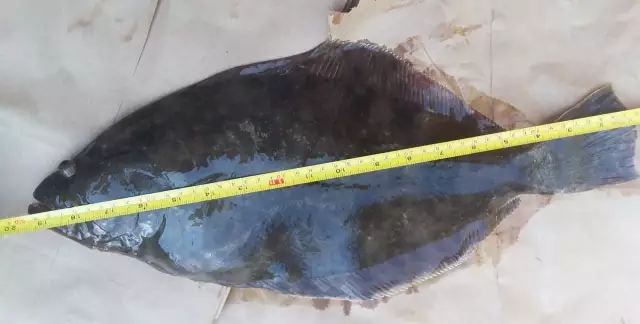 Fluke - Summer flounder