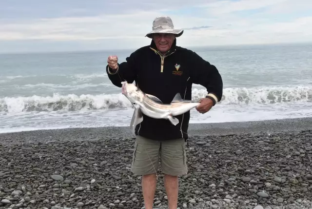 An Elephant fish on the West coast of the South Island New Zealand