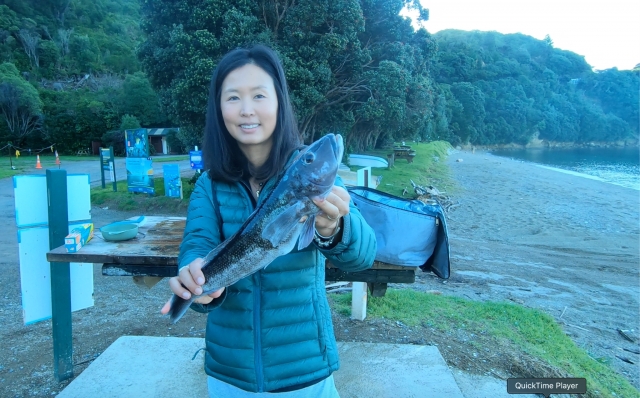 Blue cod pandemic, every cast brings a blue cod in Marlborough, New Zealand