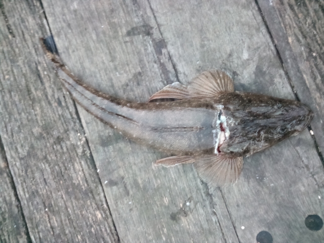 Flat head