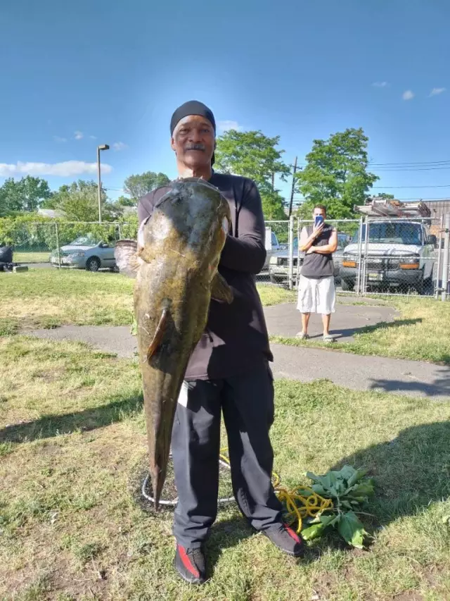 Big Flathead Catfish