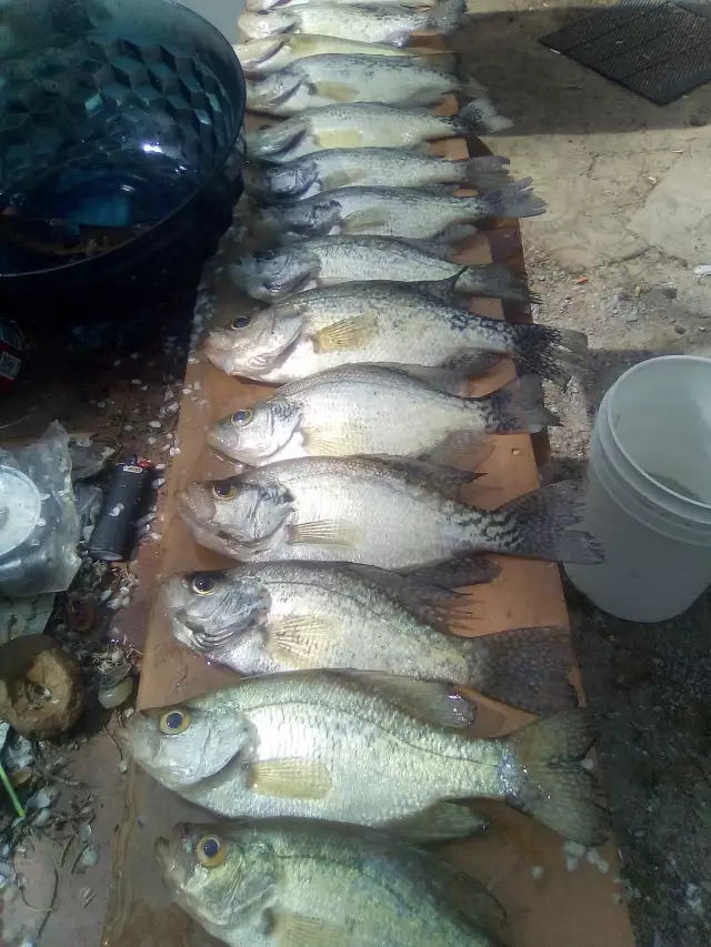 Crappie