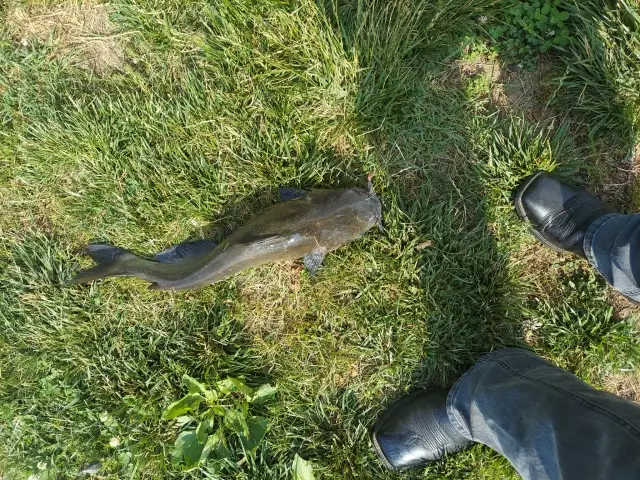 Delaware River Catfish