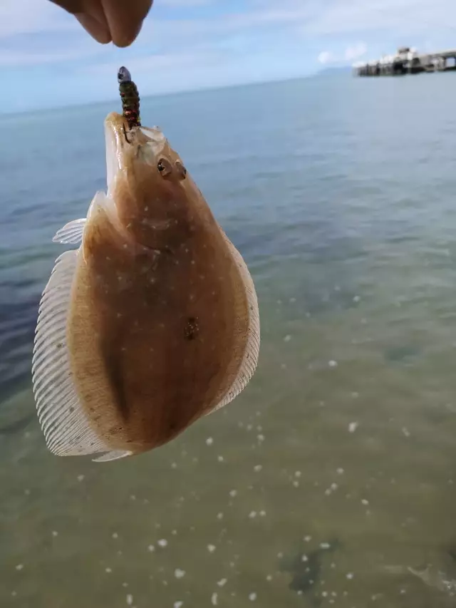 Flounder