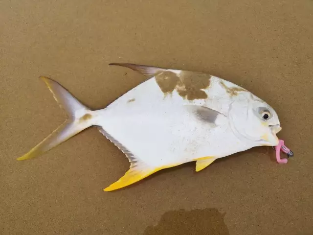 Snubnose Dart/Pompano?