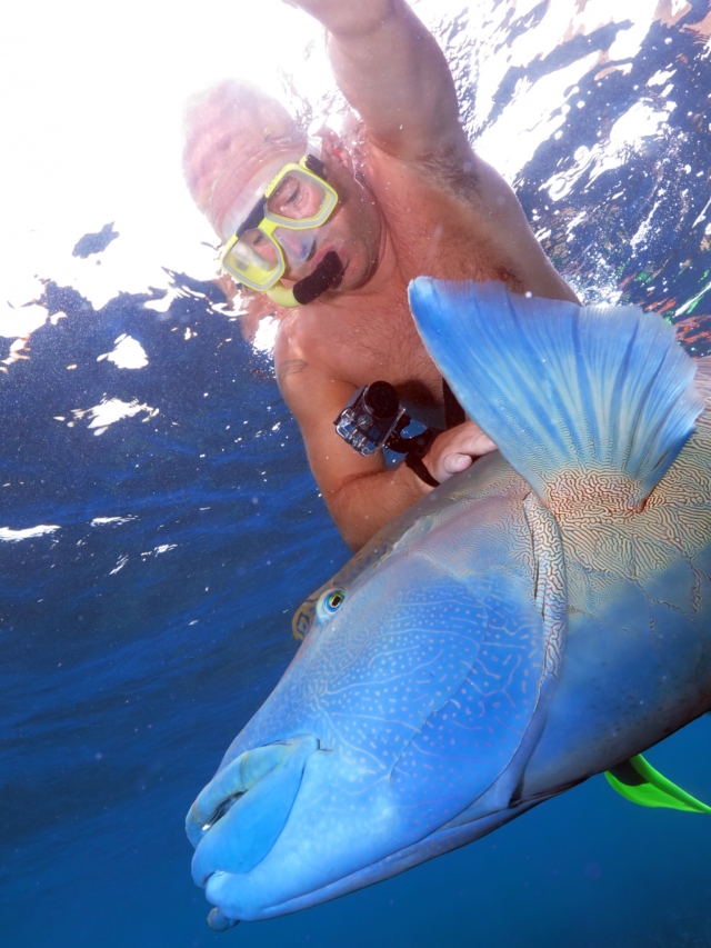 Humphead Wrasse