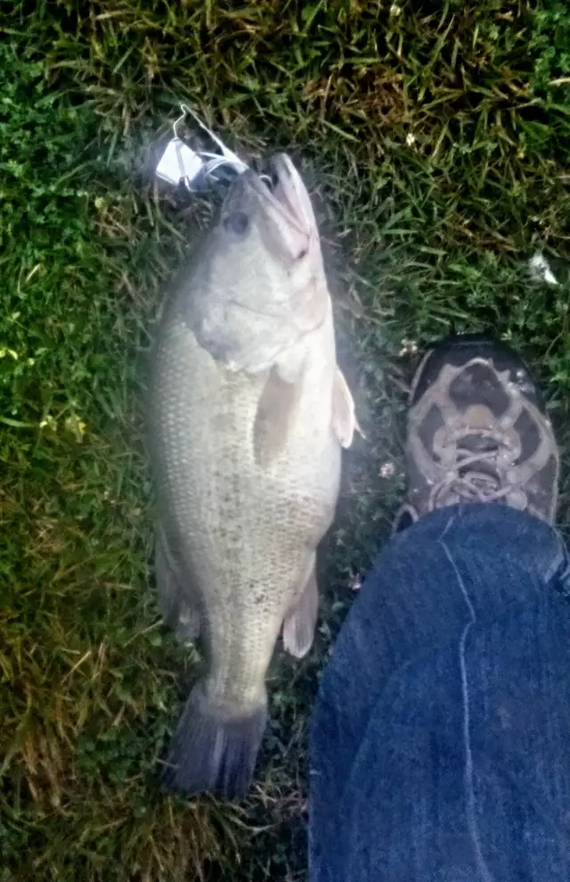 nice bass for east central Indiana