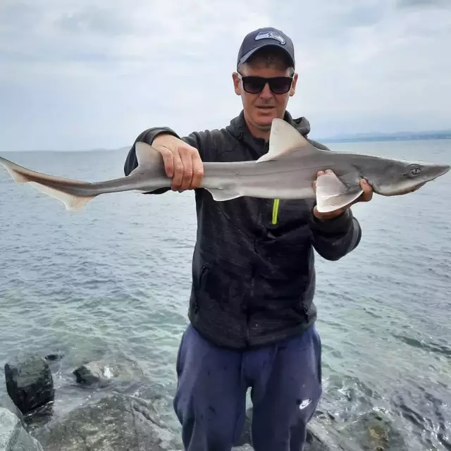 Smooth hound