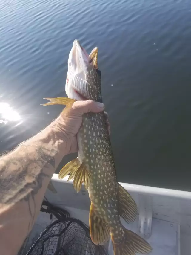 Northern pike
