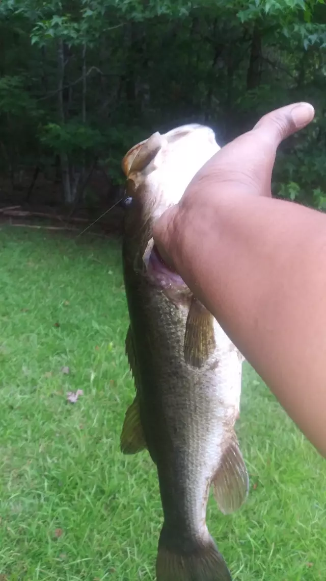 4lbs