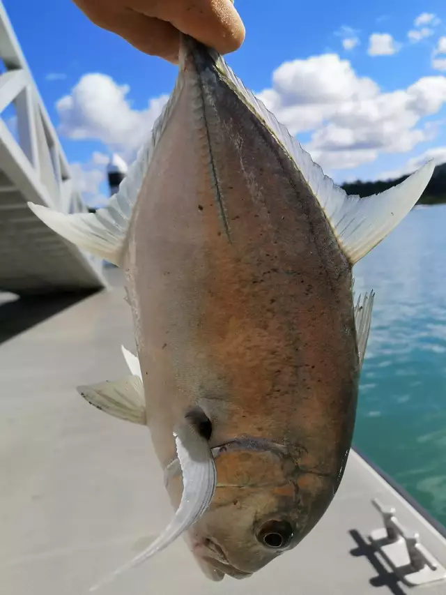 Trevally