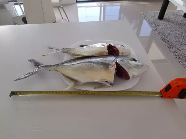 Trevally