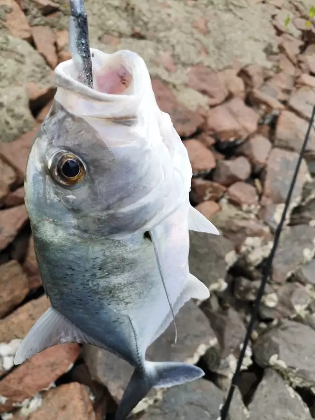 Trevally