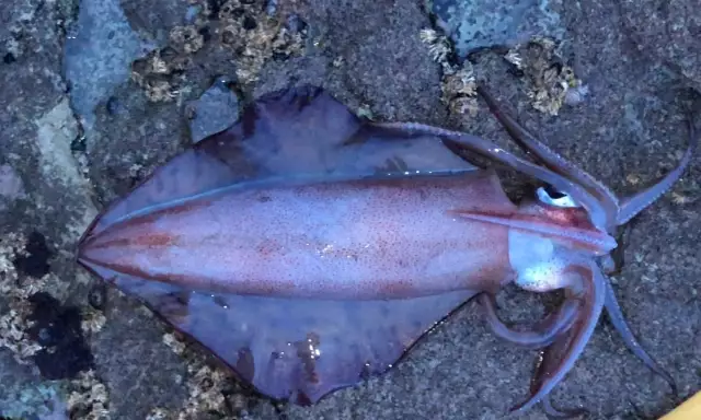 Squid just before dark, On a Yamashita pink squid jig