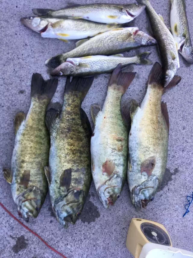 Small mouth bass and walleye