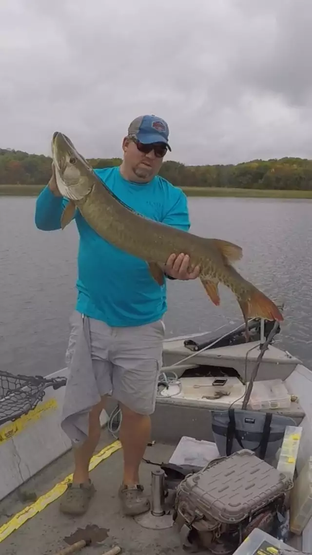 48 1/4” Musky