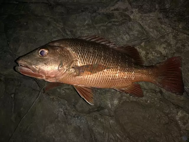 Mangrove Jack