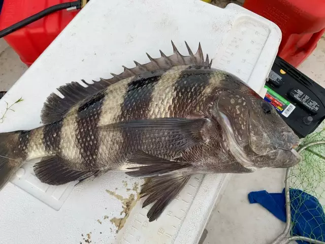 Sheepshead or black drum.