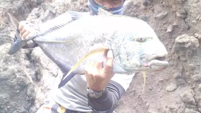 Omilu/ulua
