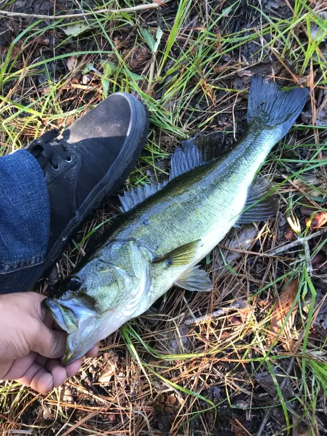 Bass all day