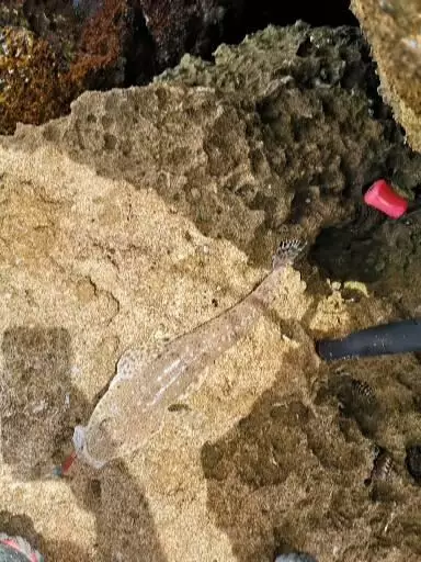 Flathead