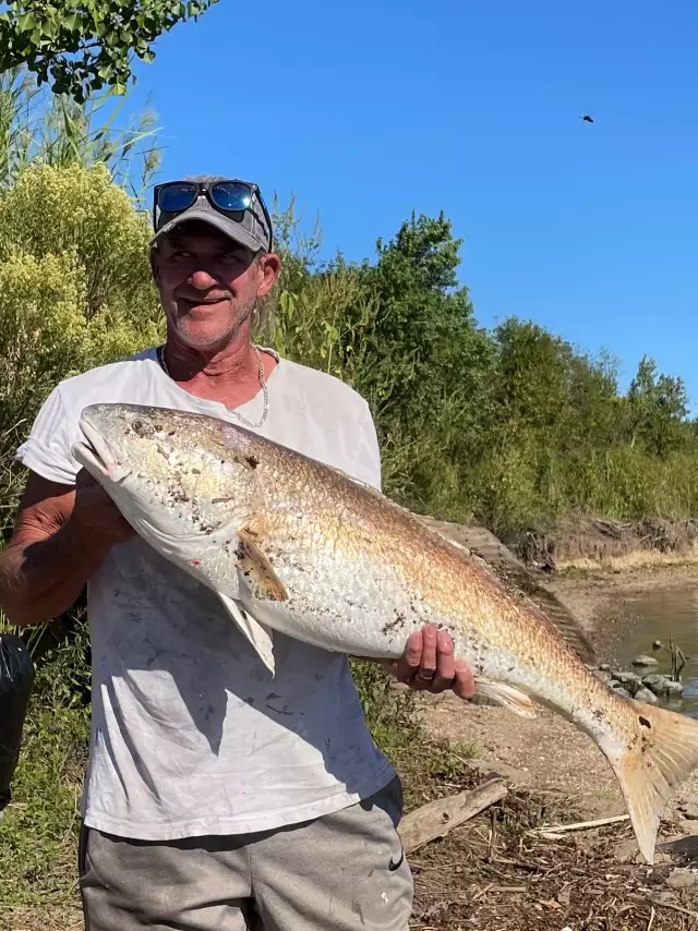 Red drum