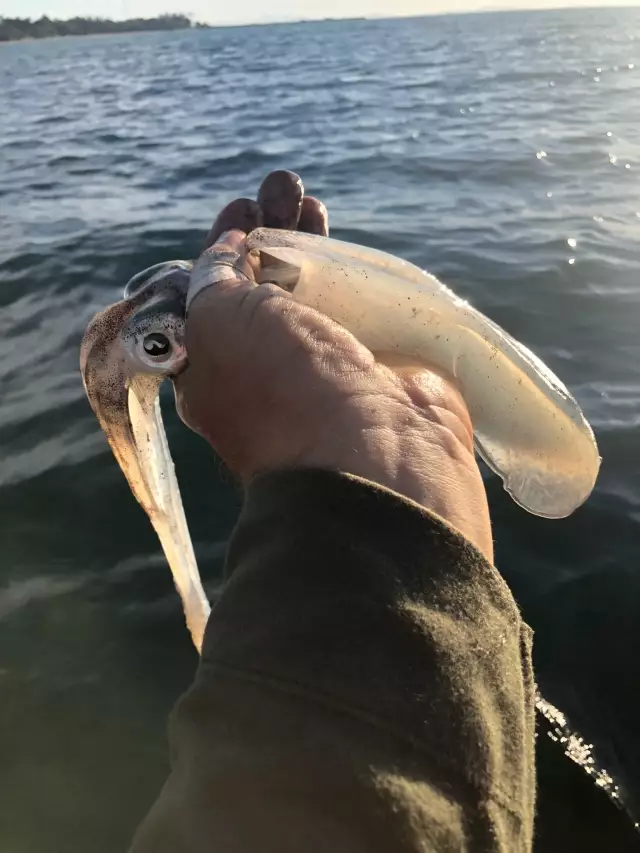 Squid from Kayak