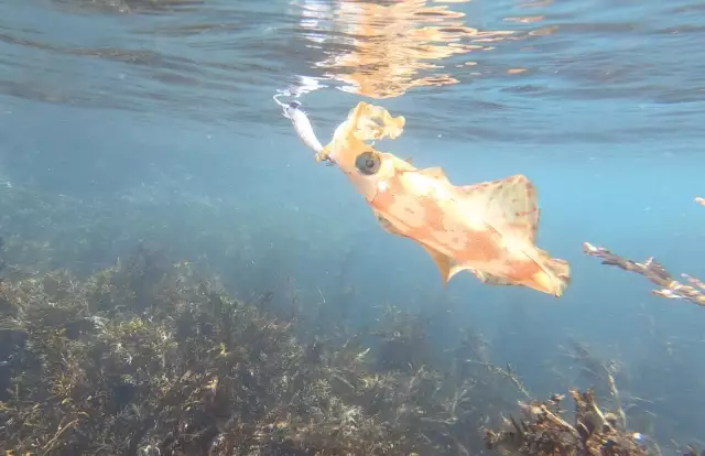 Squid on a jig under water