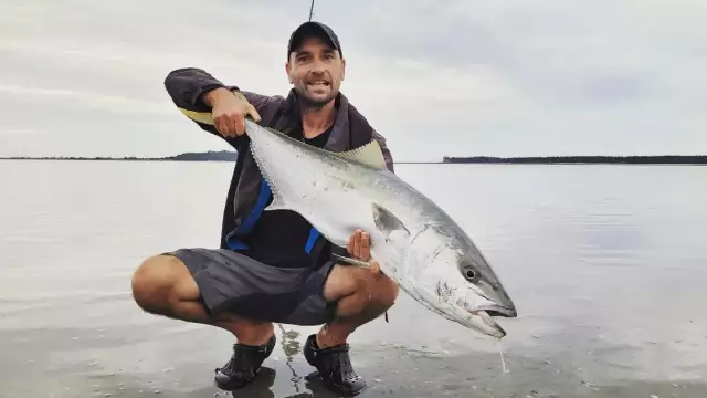 Yellowtail kingfish, beach fishing