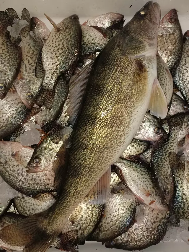 Limit of crappies and an overgrown perch
