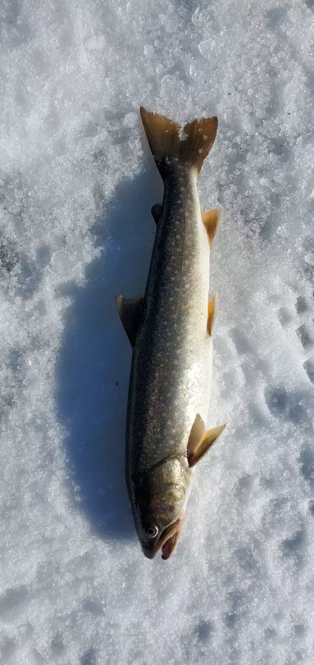 Dolly Vardon , Bull Trout