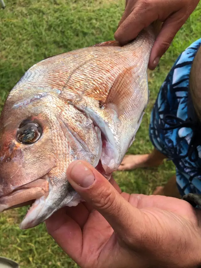 Caught around the reef on a jig