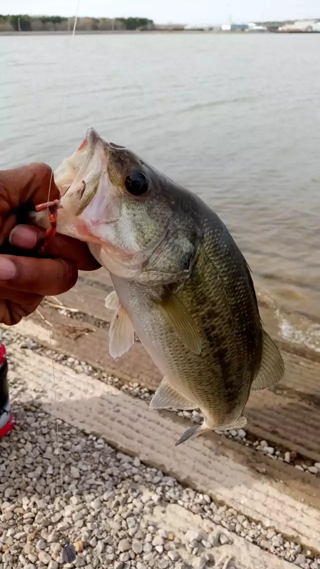 Bass