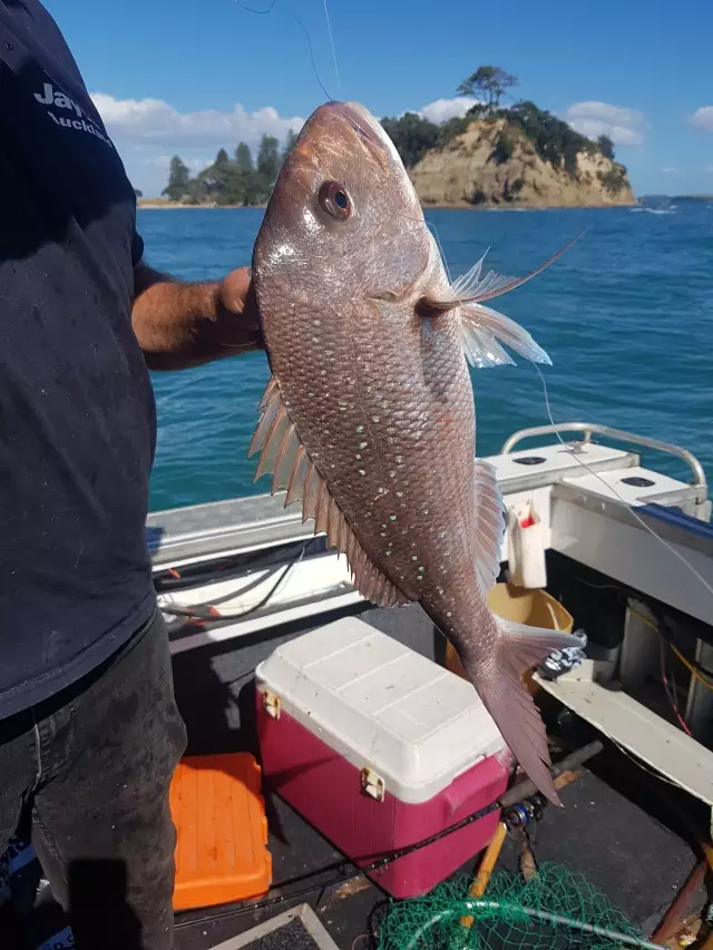 Snapper