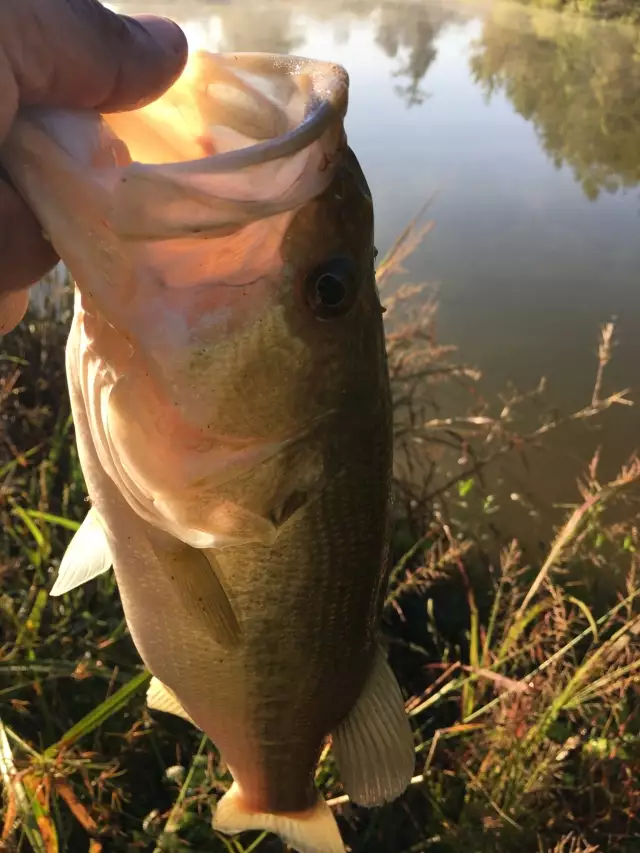 Caught this large mouth behind the house.
