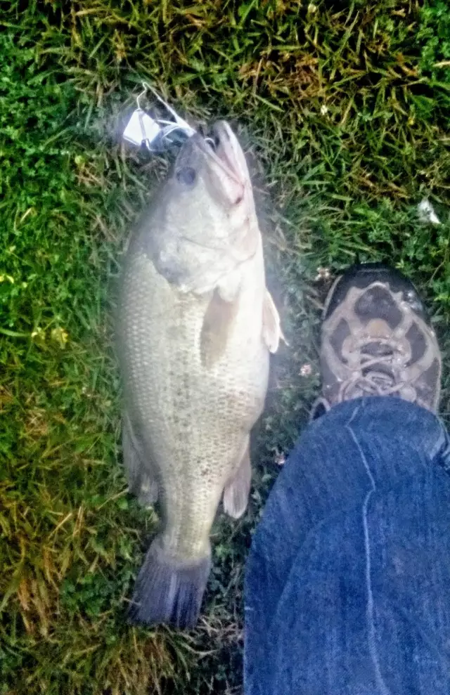 nice largemouth bass