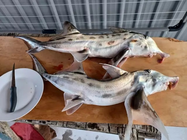 Elephant fish Greymouth NZ