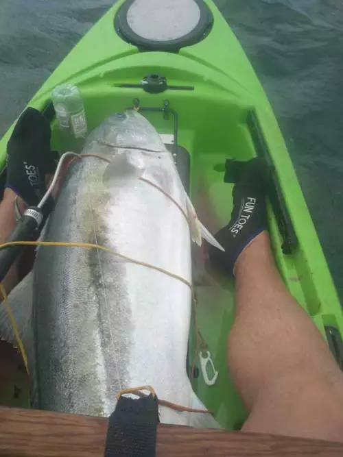 Yellowtail Kingfish