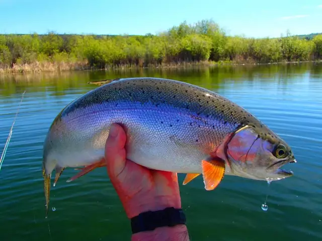 Rainbow trout