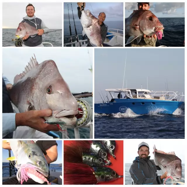 Pink Snapper (Chrysophrys auratus)