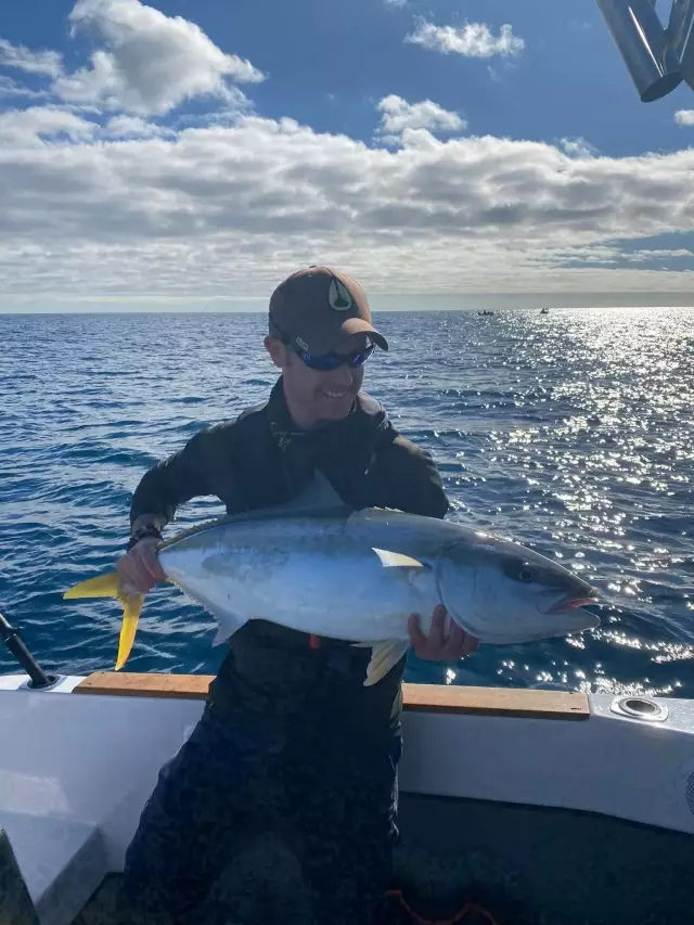 Yellowtail Kingfish