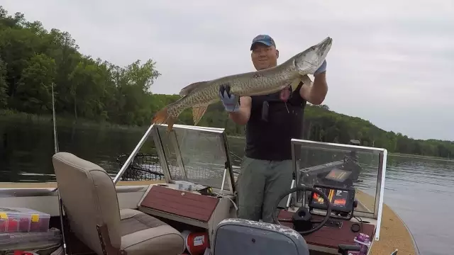 49” musky