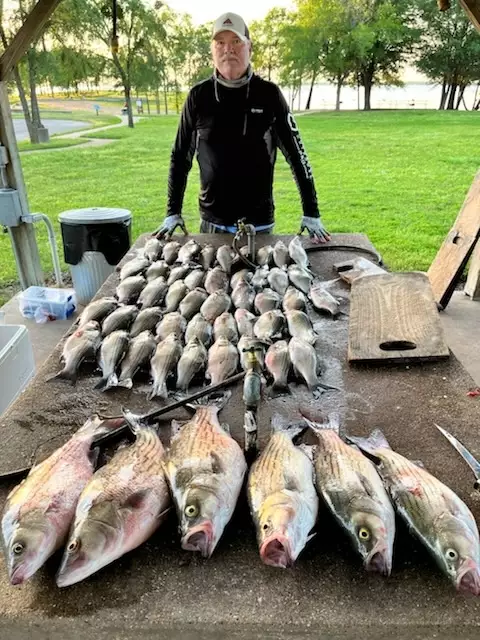 Sand bass and Hybrid stripers, Lake Tawokoni, Texas