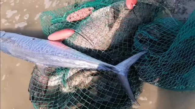 Grouper Catch at Heart Island, Abu Dhabi, 16 Jan, 2022